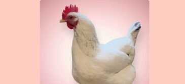 cropped-cropped-photo-output-2jpeg - Chickie-ChickieBees.com