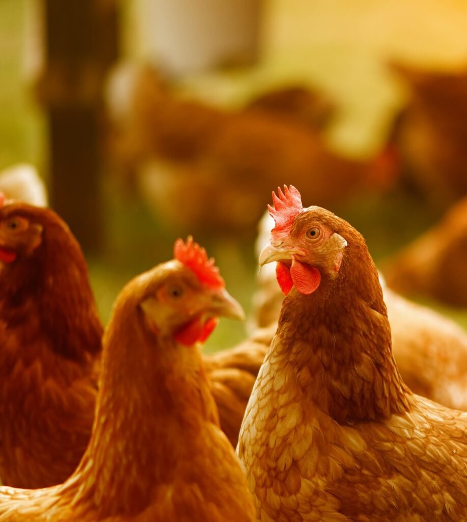 chicken, poultry, free running, happy chickens, free range, farm yard, bird, animal, beak, feathers, nature, plumage, agriculture, chicken, chicken, chicken, chicken, chicken