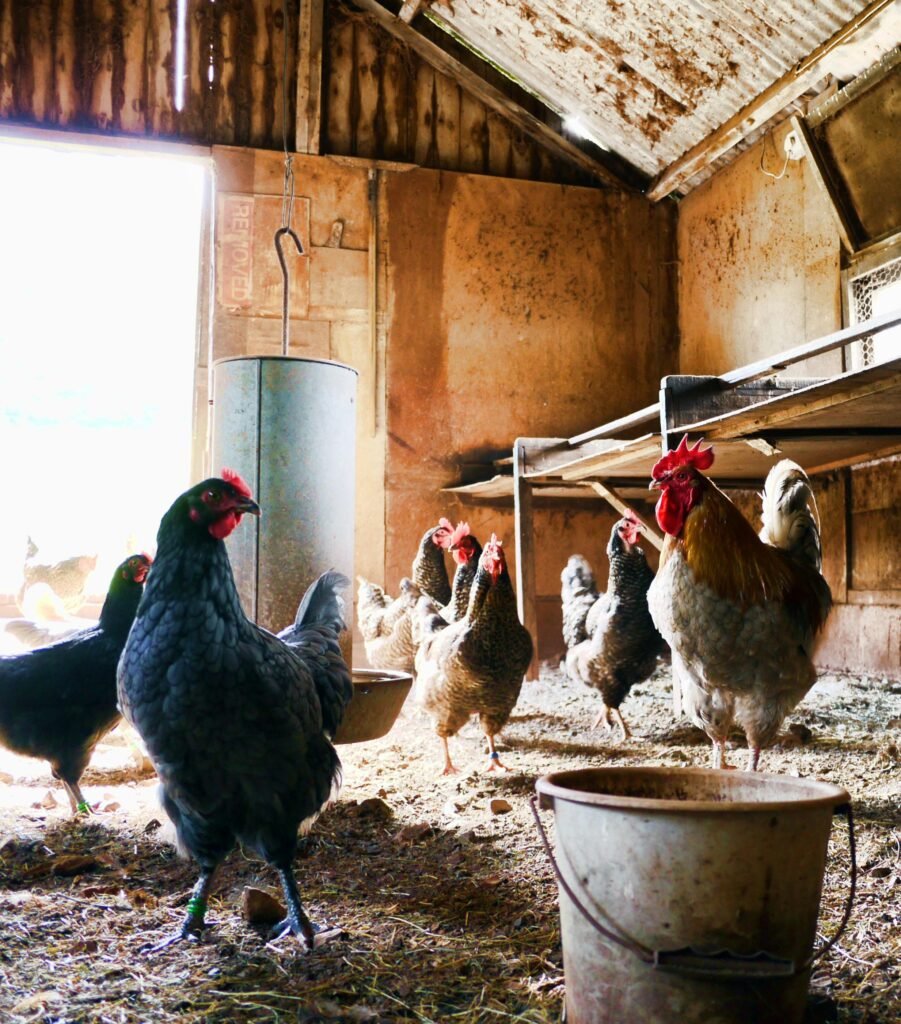 pexels-photo-840111-840111 - Chickie-ChickieBees.com A rustic indoor chicken coop with hens and a rooster. Natural daylight illuminates the scene.