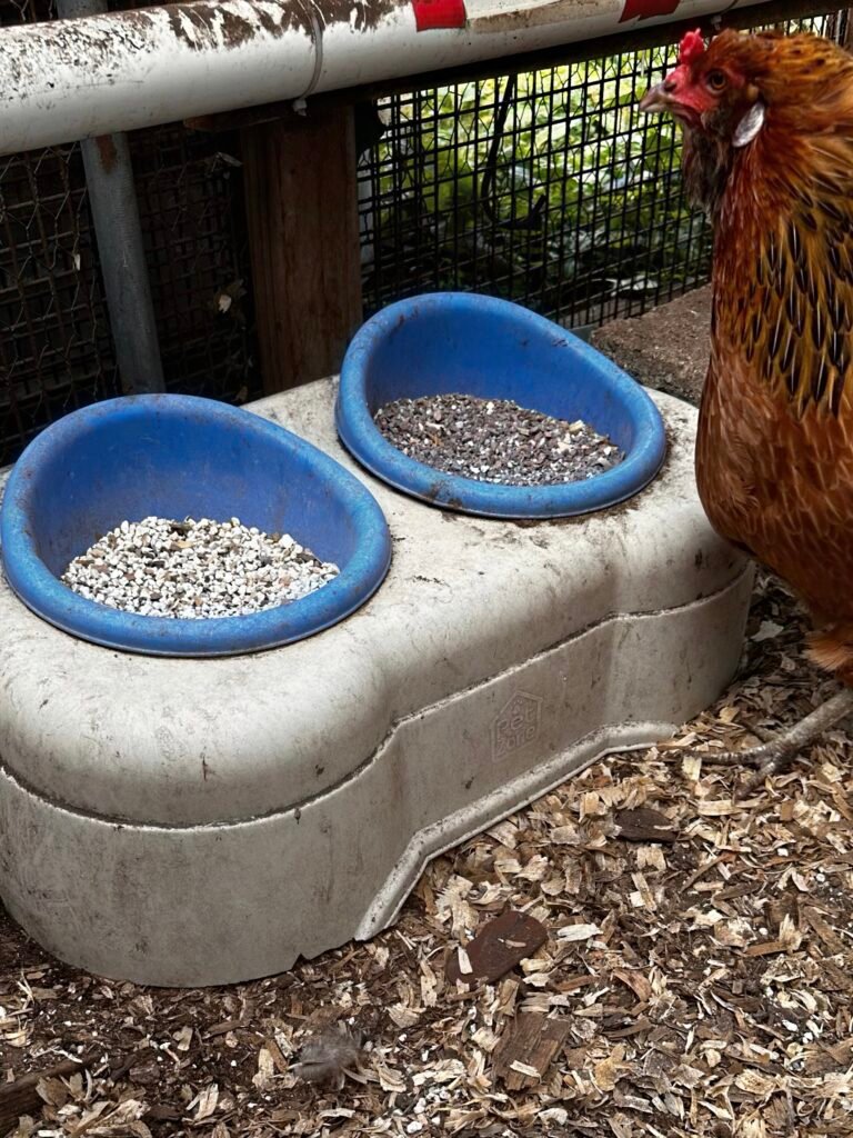 43D58F08-A466-4A6D-8459-817F9D31AF7A - Chickie-ChickieBees.com