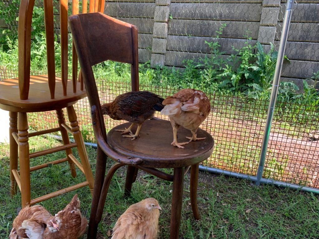 IMG_2761 - Chickie-ChickieBees.com