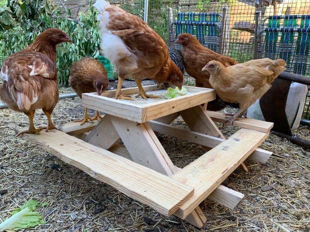 IMG_2932 - Chickie-ChickieBees.com