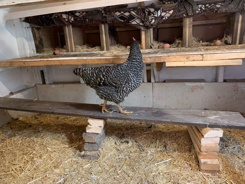 IMG_3675 - Chickie-ChickieBees.com