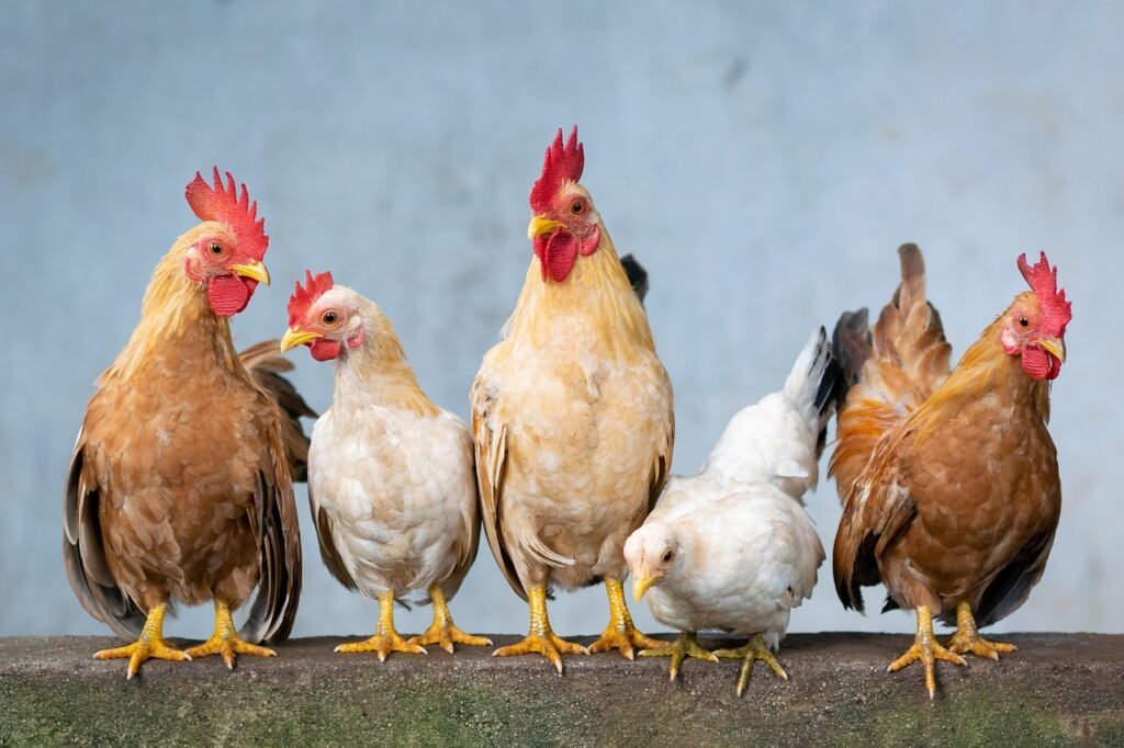 chicken, rooster, hen, chicks, nature, easter, cute, animals, agriculture, natura, food, domestic, farm, vietnam, small chicken, eastercollection