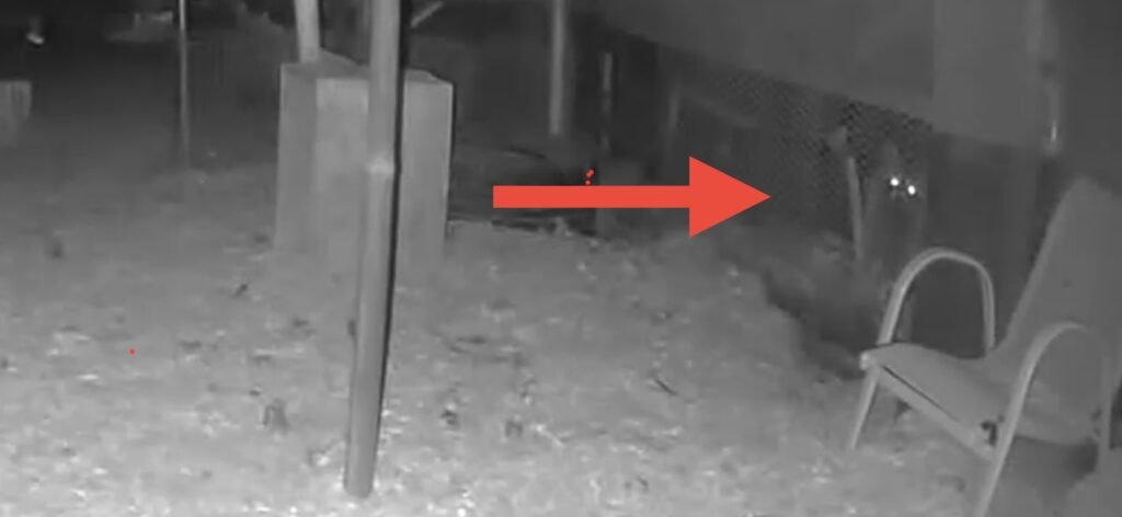 IMG_7394 - Chickie-ChickieBees.com