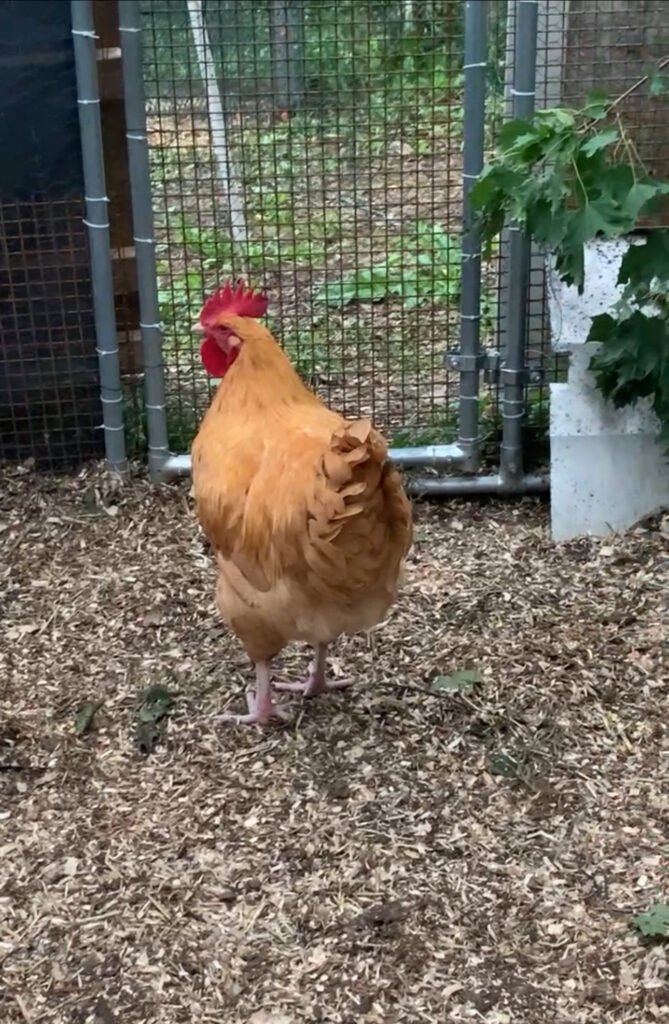 IMG_7407 - Chickie-ChickieBees.com