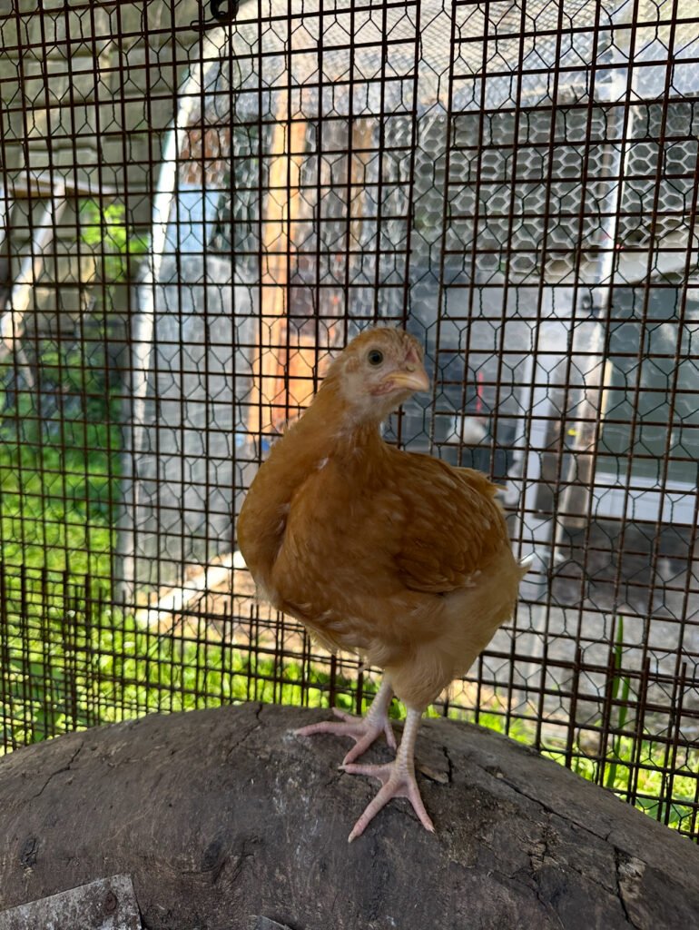 IMG_7408 - Chickie-ChickieBees.com