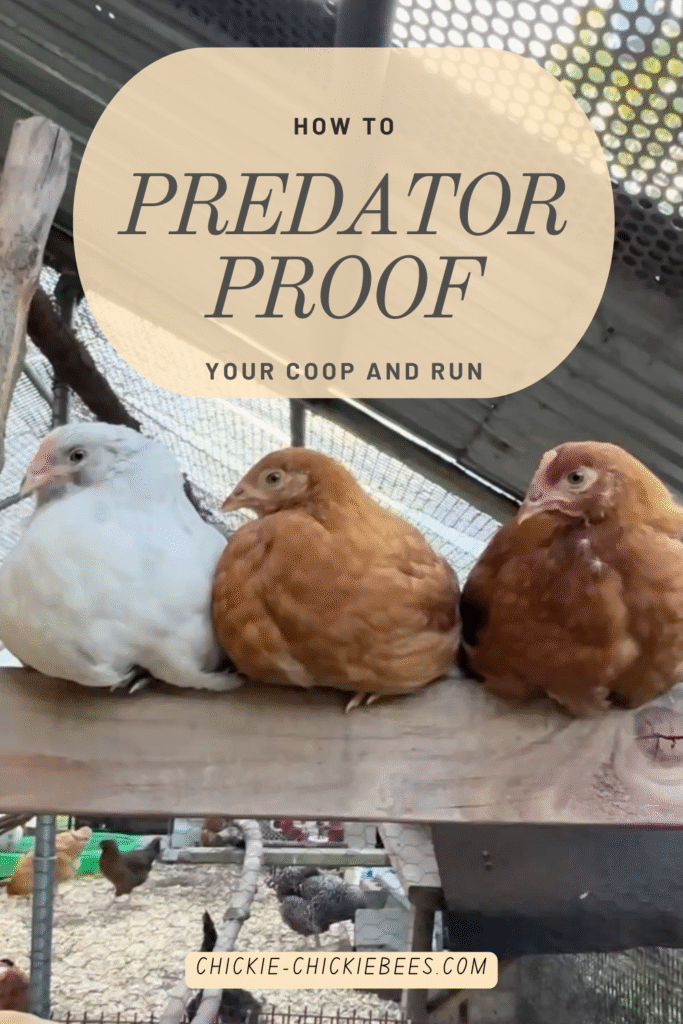 Predator proof - Chickie-ChickieBees.com