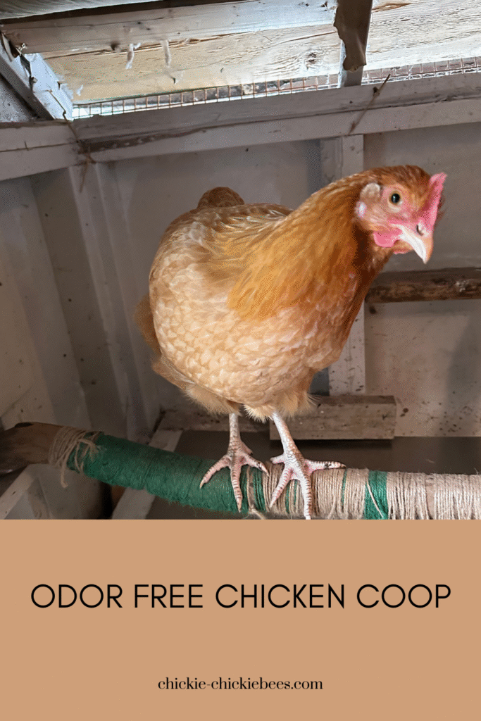 odor free chicken coop - Chickie-ChickieBees.com