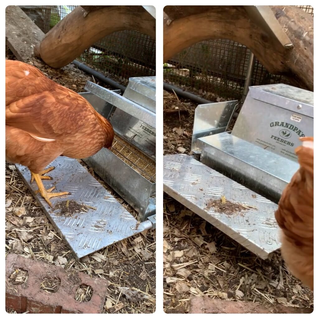 photo-output 3 - Chickie-ChickieBees.com