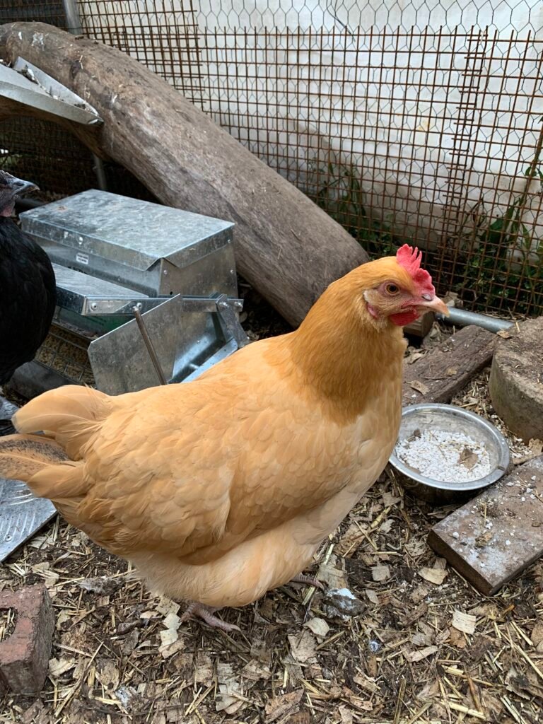 IMG_3789 - Chickie-ChickieBees.com