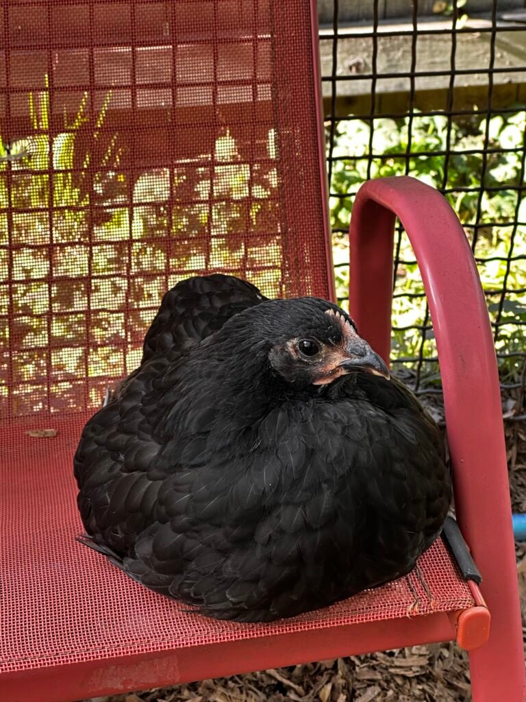 IMG_6467 - Chickie-ChickieBees.com