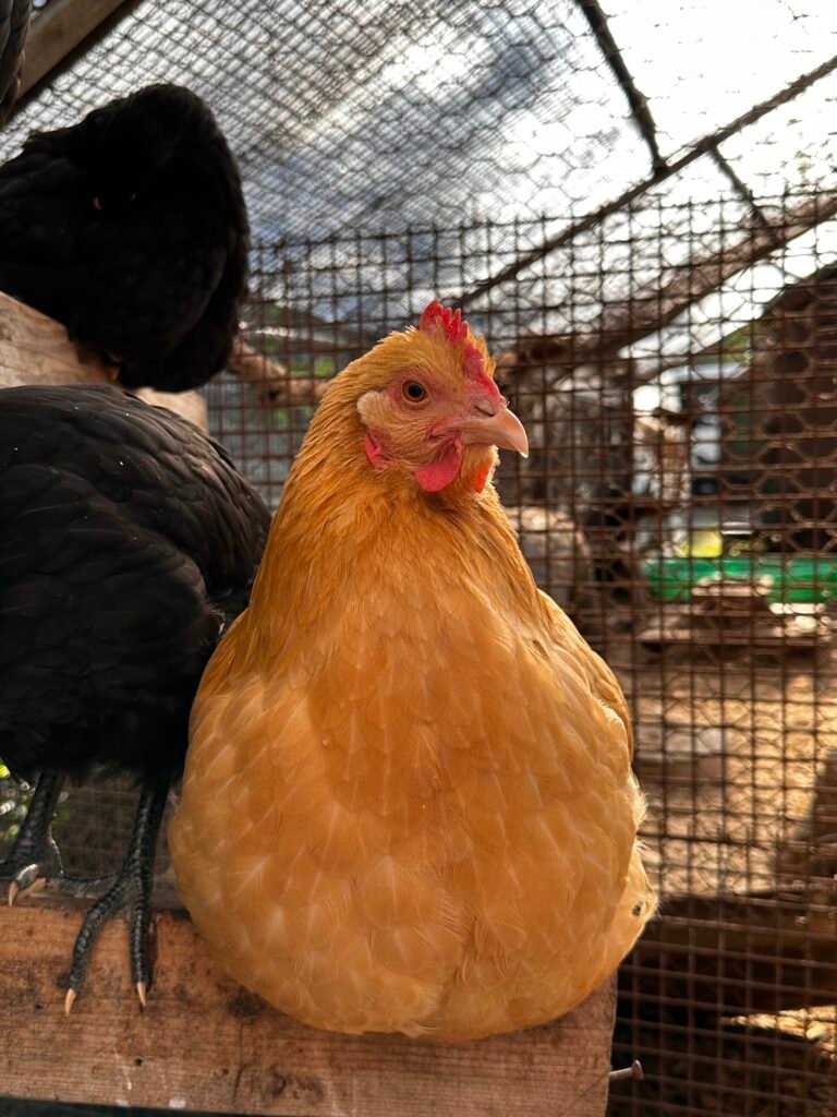 IMG_6541 - Chickie-ChickieBees.com