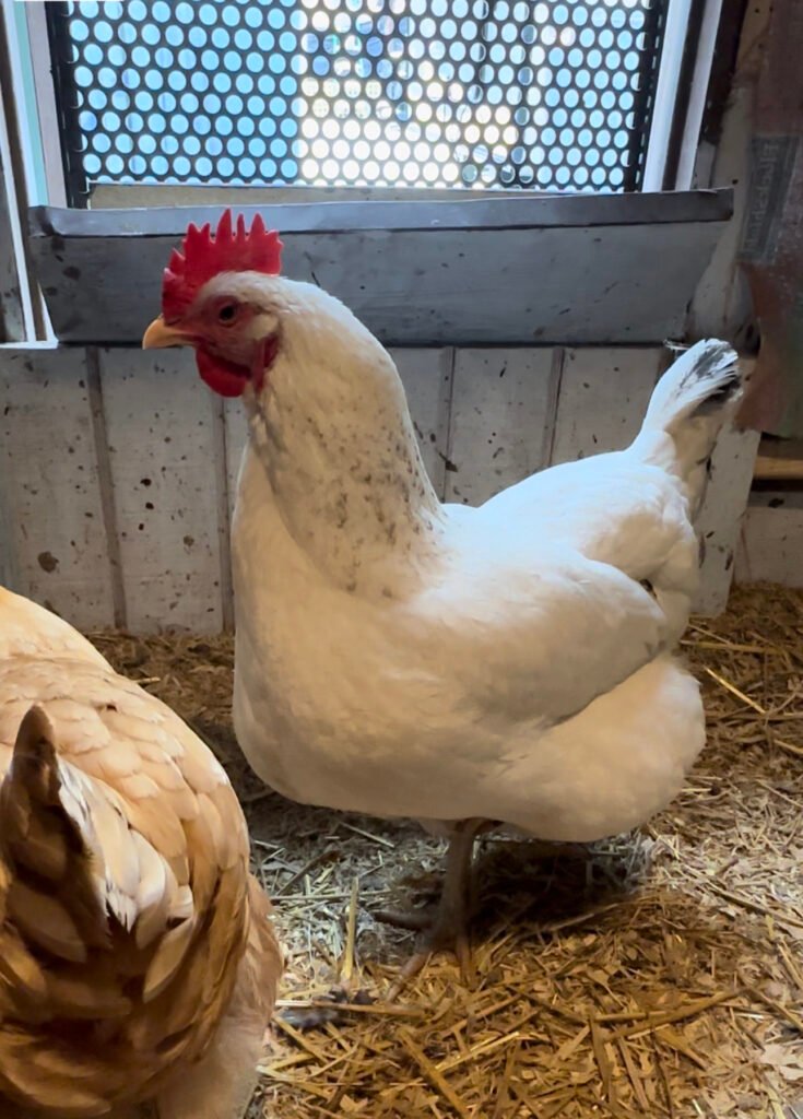 IMG_7112 - Chickie-ChickieBees.com