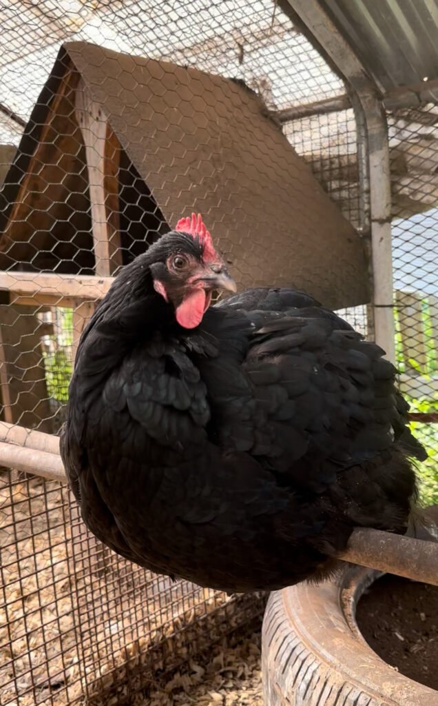 IMG_7528 - Chickie-ChickieBees.com