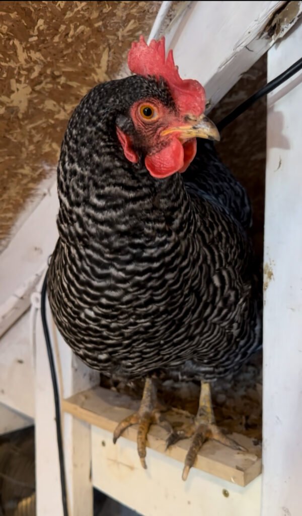 IMG_7530 - Chickie-ChickieBees.com