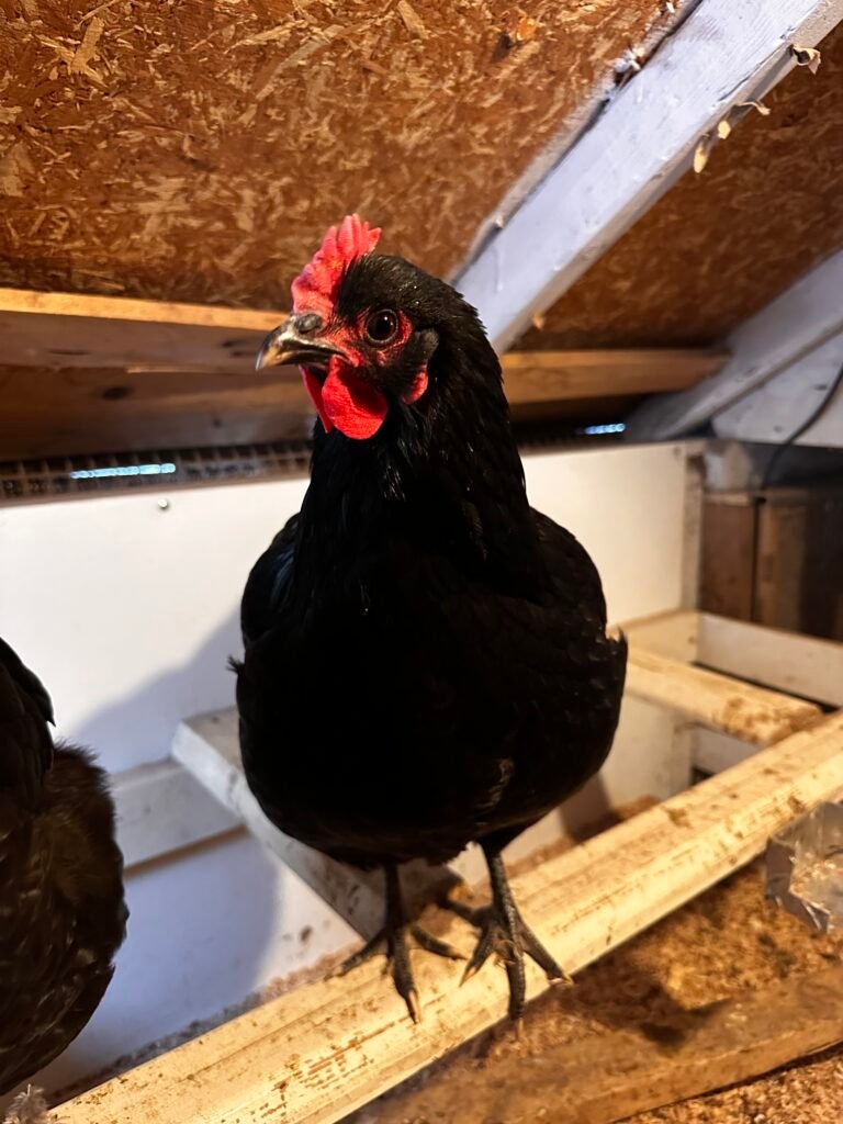 IMG_7546 - Chickie-ChickieBees.com