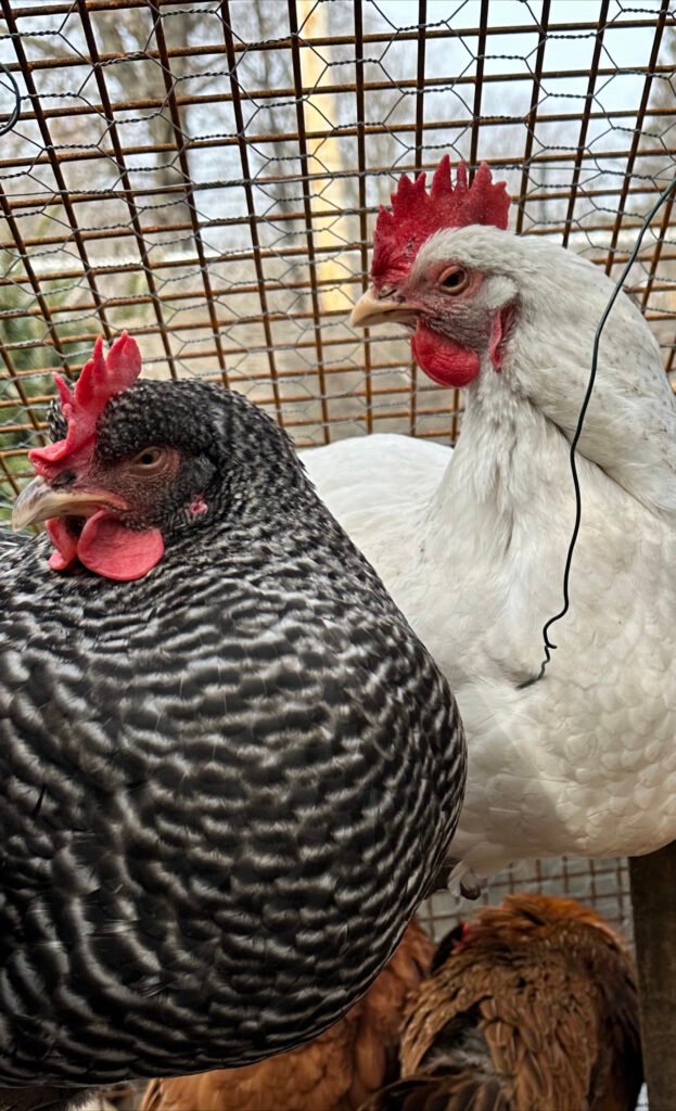 IMG_9217 - Chickie-ChickieBees.com