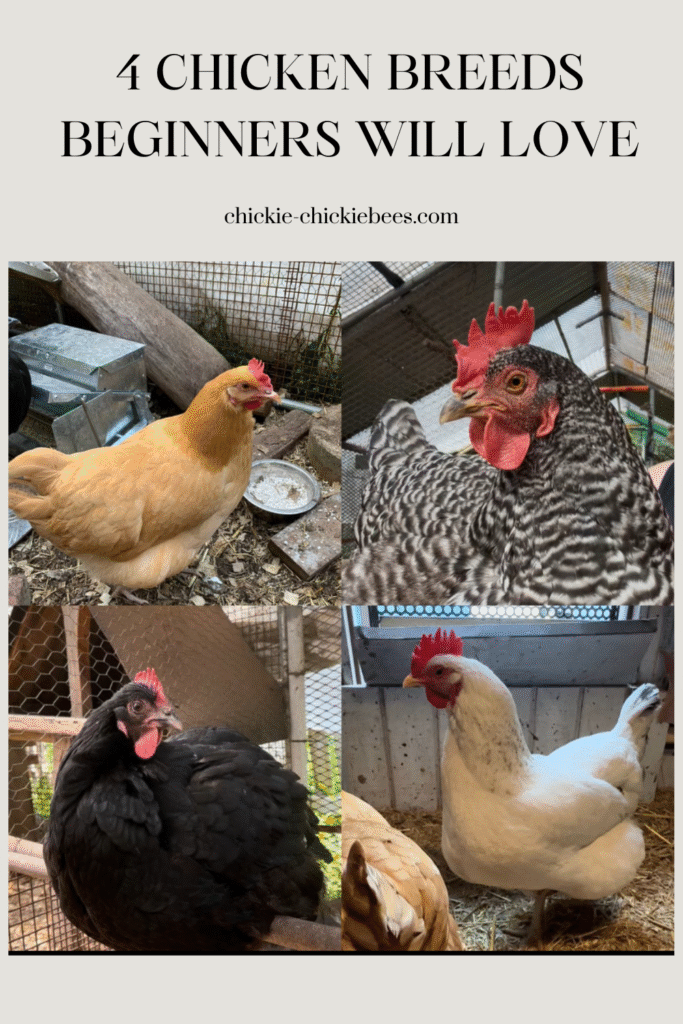 Beginner Friendly breeds - Chickie-ChickieBees.com